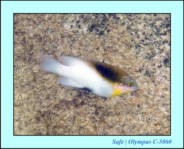 2006 - 07 - Tioman - Plongee Paya beach 05